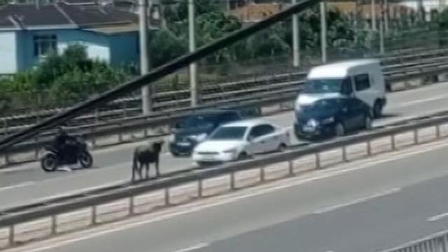 Sahibinin elinden kaçan dana D-100’ü birbirine kattı