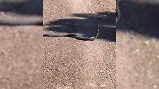 Yer: Elazığ! Yılanların dansı böyle görüntülendi