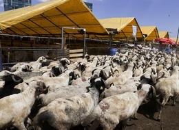 SON DAKİKA | Bakan Yumaklı duyurdu: Üreticilerin satılmayan kurbanlıklarını Et ve Süt Kurumu satın alacak! Alım fiyatları belli oldu