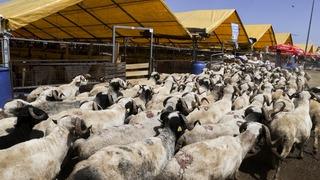 SON DAKİKA | Bakan Yumaklı duyurdu: Üreticilerin satılmayan kurbanlıklarını Et ve Süt Kurumu satın alacak! Alım fiyatları belli oldu