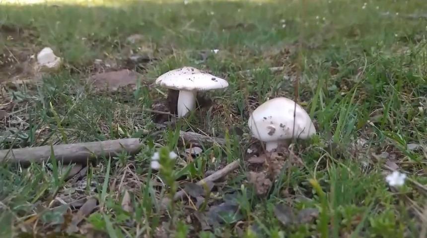 5 kişilik aile mantardan zehirlendi! 46 yaşında kadın entübe edildi