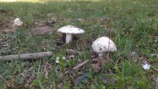 5 kişilik aile mantardan zehirlendi! 46 yaşında kadın entübe edildi