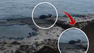 Nesli tehlikedeki türler arasında... Böyle görüntülendi! 