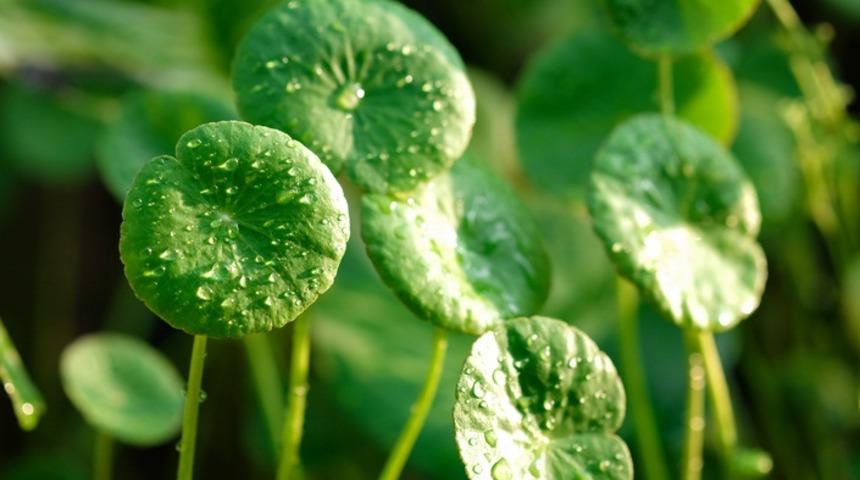 Uzun ömür için efsanevi bitki!