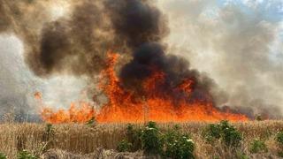 47 dönüm buğday tarlası 10 dakikada kül oldu! 3 gün içinde biçecektik