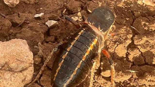 Erkeğini yemesi ile biliniyor! 'Yamyam' çekirge Mardin'de görüntülendi: Soyu tehlike altında...