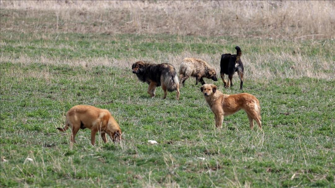 Son dakika | İstanbul da buna müsaade edilmeyecek! Sokak köpekleri için yeni dönem 1