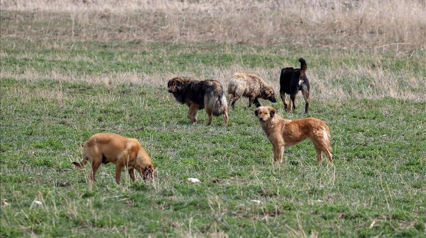 Kuduz olan sokak köpeğinin saldırısına uğrayan genç mimar hayatını kaybetti
