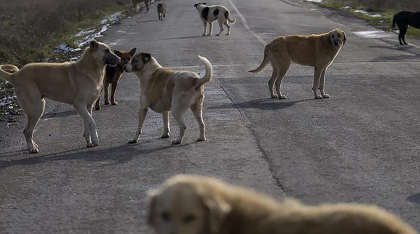 İş çığırından çıktı, Türkiye'deki sayı uzmanları bile korkutuyor! Sokaklardaki sahipsiz hayvanlarla ilgili ses getirecek uyarı: Artık başa çıkılabilir değil