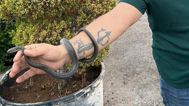 Yer: Hatay! Yılanı elleriyle yakalayıp doğaya saldı: 'Ayrılık vakti geldi'