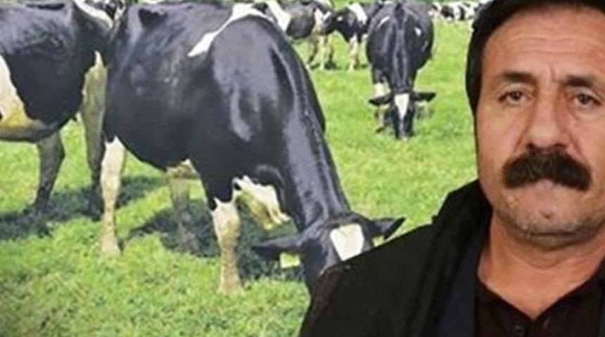 KHK ile ihra&ccedil; edildi, şimdi de ineklerine kayyum atandı