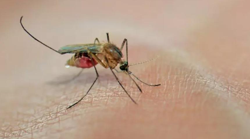 Sivrisinekleri sonsuza kadar kovuyor! Sineklerin kabusu olan karışım