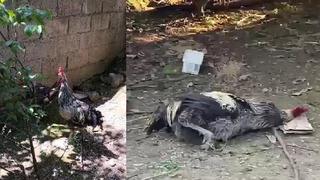 Uzun uzun öterken... Nefesi tükenince bayıldı! Horozun o anları kamerada