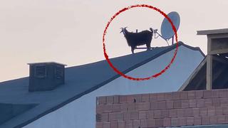 Mahallede 'keçi' hareketliliği: Hepsi aynı dertten muzdarip! Çıktığı çatıdan saatlerce inemeyince...