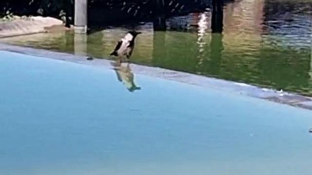 Karganın 'Allah' dediğini duyunca telefona sarıldı! İzleyenler büyük şaşkınlık yaşadı