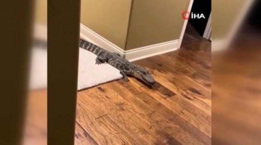 Gördüklerinde gözlerine inanamadılar! Tam 1.5 metre...