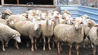 Kütahya'da şap hastalığı alarmı! Hayvan pazarları tedbir amaçlı kapatıldı... İl genelinde karantina uygulanacak