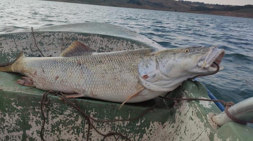 Fırat Nehri'nde 30 kiloluk turna balığı oltaya takıldı