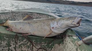 Fırat Nehri'nde 30 kiloluk turna balığı oltaya takıldı