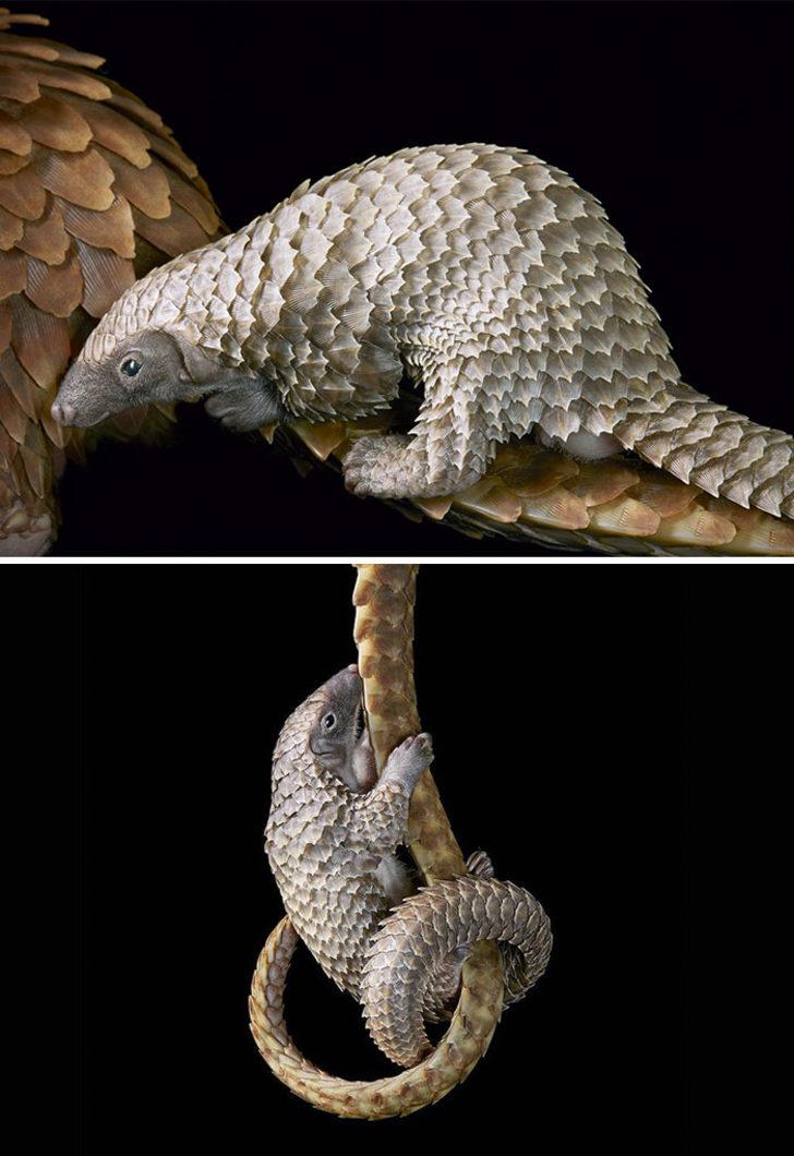 Beyaz Pangolin