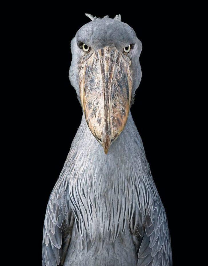 Shoebill