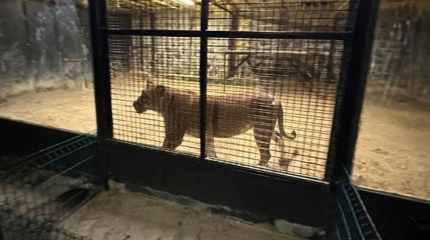 İstanbul'da aslan paniği! 'Kükreme' ihbarı ekipleri harekete geçirdi... İlaçlı ok ile etkisiz hale getirildi