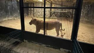 İstanbul'da aslan paniği! 'Kükreme' ihbarı ekipleri harekete geçirdi... İlaçlı ok ile etkisiz hale getirildi