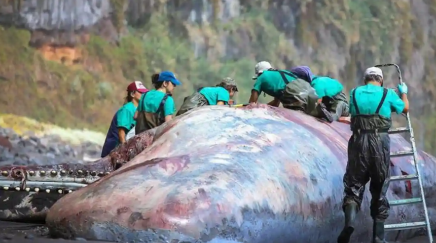 Kimse hayal bile edemedi! Ölen balinanın bağırsaklarından servet çıktı... “Tam 500 bin dolar değerinde...”