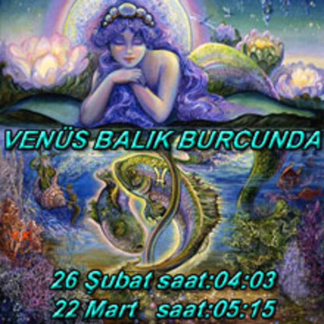 venusbaliga 220