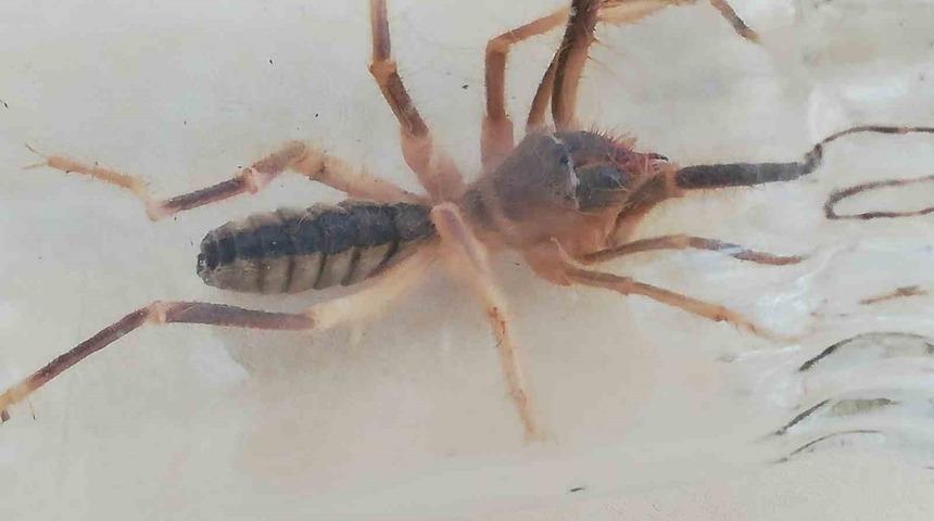 Bir ili korku sardı! 1 metre zıplayabiliyor, akrep avlayabiliyor, insanı öldürebiliyor