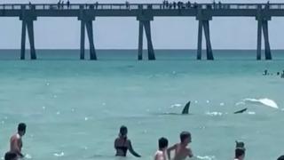 Korku dolu anlar! Köpek balığı kalabalığın arasına dalıp kıyıya kadar geldi... Çığlık çığlığa kaçıştılar 