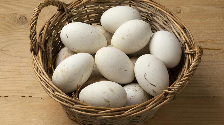 Kaz yumurtasının faydaları nelerdir? Kaz yumurtası nasıl t&uuml;ketilir?	