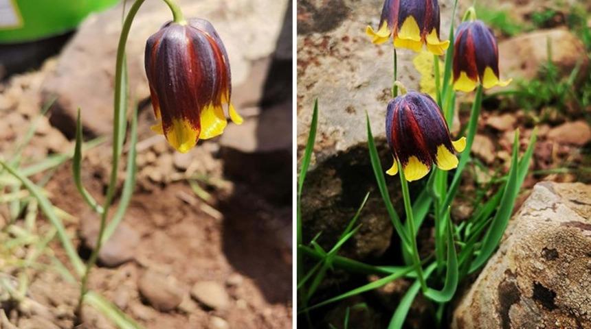 Elazığ'da yeni bir ters lale türü keşfedildi! Görüntüsü hayran bırakıyor