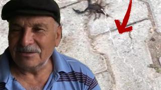 İlginç görüntüler Adana'da kaydedildi! Bunları evcil hayvan gibi yaptık