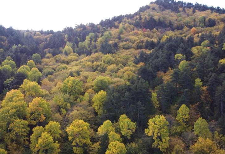 SON DAKİKA | İçişleri Bakanlığından 'orman' genelgesi: 31 Ekim'e kadar yasaklandı