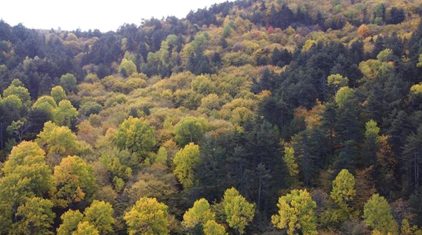 SON DAKİKA | İçişleri Bakanlığından 'orman' genelgesi: 31 Ekim'e kadar yasaklandı