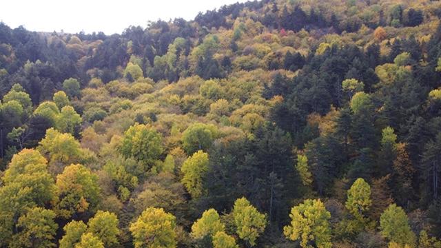 SON DAKİKA | İçişleri Bakanlığından 'orman' genelgesi: 31 Ekim'e kadar yasaklandı