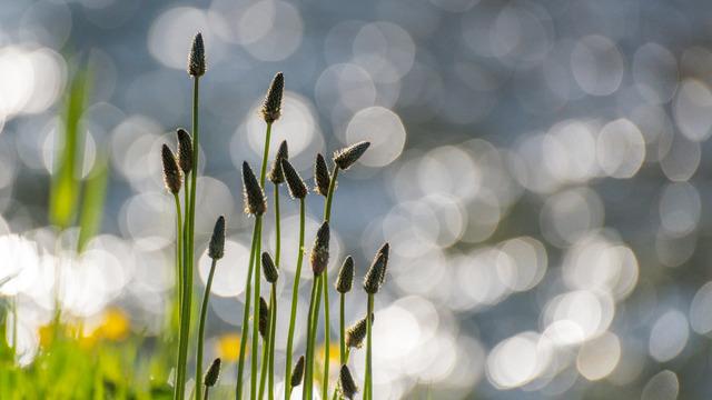 Sinir otu faydaları nelerdir, zayıflatır mı? Sinir otu nedir, ne işe yarar?