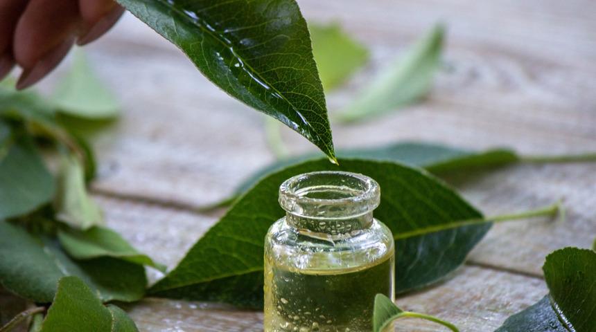 Ayı yağı faydaları nelerdir, kilo aldırır mı? Ayı yağı hangi hastalıklara iyi gelir, ne işe yarar?