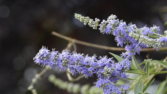 Hayıt otu faydaları: Hayıt otu nasıl kullanılır?