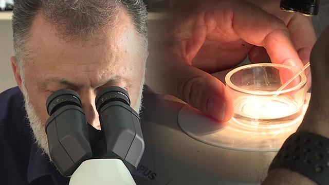 Türk bilim insanları keşfetti! Bursa'daki çayda yaşayan o balık türünün sindirim sisteminde bulundu... Literatüre Allocreadium Bursensis olarak geçti