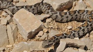 Engerek yılanlarını yakalayıp videosunu sosyal medyada paylaşıyordu! Fenomen çobana para cezası verildi
