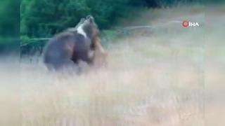 Boz ayının yaban keçisini avladığı anları saniye saniye kaydetti