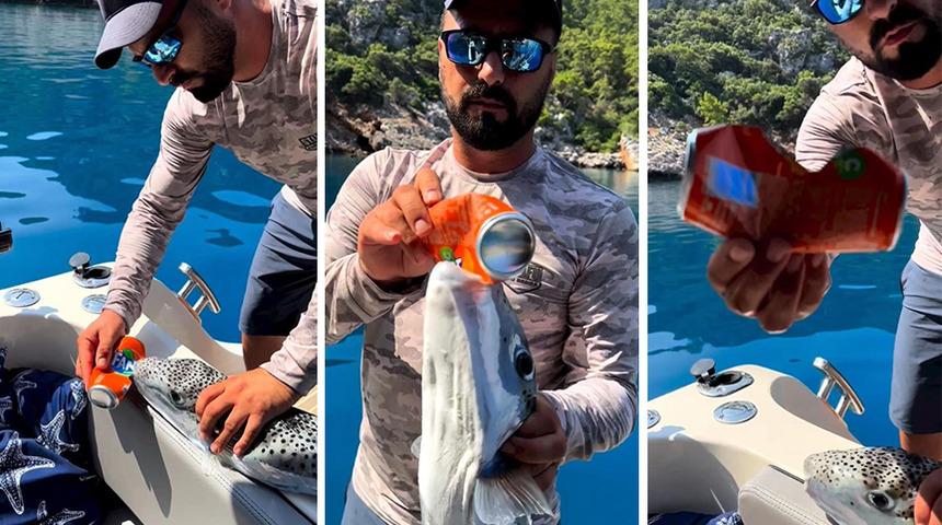 Dehşete düşüren görüntüler! Balon balığı, teneke kutuyu kraker gibi yedi