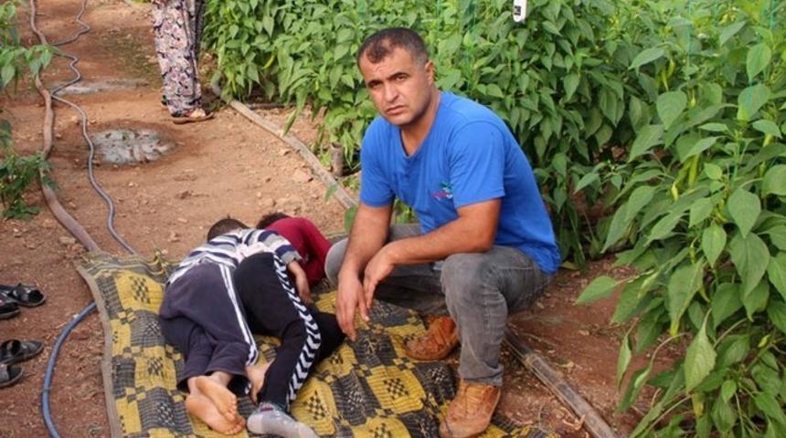 Üreticinin çocuğu serada büyüyor