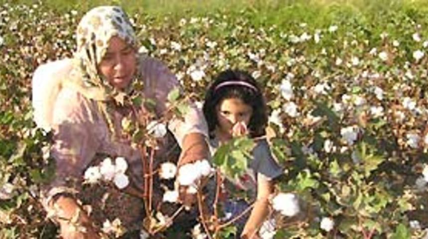 ABD 377 bin 300 balya pamuk aldı