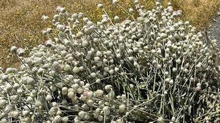 Ekipler harekete geçti! Kaçak pamuk dikeni bitkisi toplatan şüpheliye 244 bin lira ceza kesildi