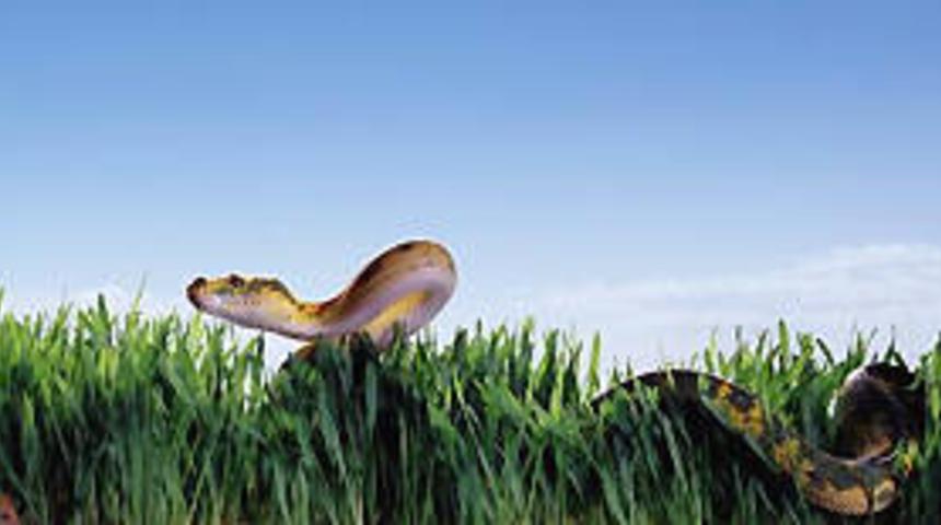 Hakkari'de yılanlara karşı muskalı tedbir