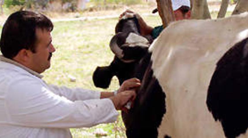 Tokat'ta şarbon paniği