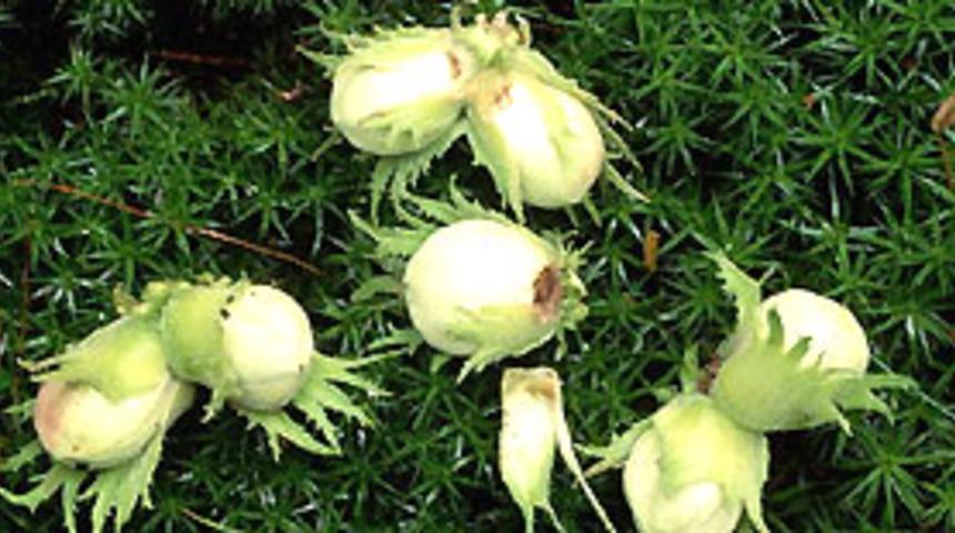 Fındıkta yeni melez &uuml;r&uuml;nler elde edildi